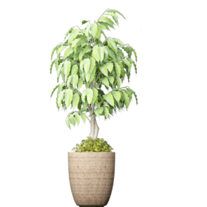 Added to Wishlist
